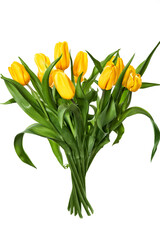 Bouquet of yellow tulips on a white background.