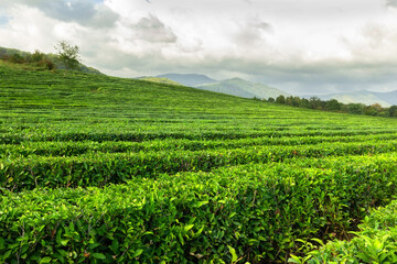 Fototapeta na wymiar Tea plantation field row on mountain background at cloudy day