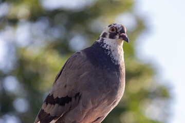 Close-up of a pigeon dove sitting on a fence against a background of trees on a sunny day