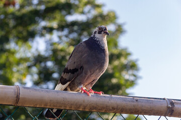 Close-up of a pigeon dove sitting on a fence against a background of trees on a sunny day
