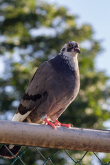 Close-up of a pigeon dove sitting on a fence against a background of trees on a sunny day