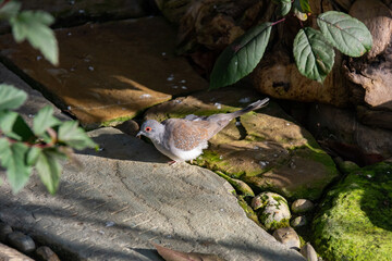 Close-up of a pigeon dove sitting against a background of trees on a sunny day