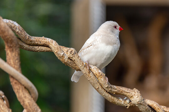 Zebra amadina Taeniopygia guttata bird isolated close on a vine branch