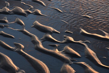 waves and sunset on sandy beach of the Northsea near  Cadzand