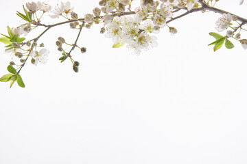 almond flower at the top in back ground white with copy space for text