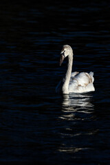 swan on the water
