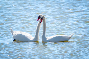 Plakat Mating games of a pair of white swans. Swans swimming on the water in nature. Valentine's Day background