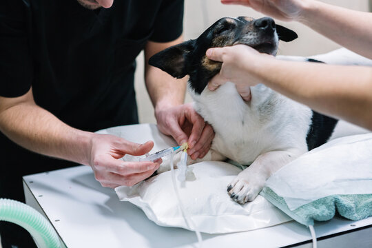Crop anonymous veterinarian injecting anesthesia and preparing fluffy dog for operation with colleague in medical room