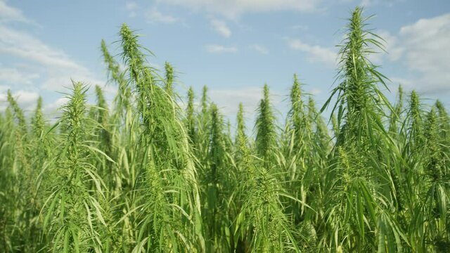 SLOW MOTION, CLOSE UP, DOF: Long stalked marijuana plants and their leaves sway in spring breeze. Industrial cannabis is cultivated in the sunny Californian countryside. Lush green fields of hemp.