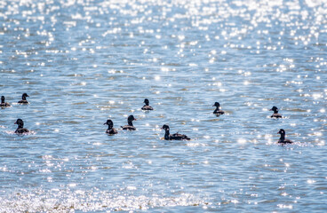 A flock of black birds with a red beaks, Common moorhens swims in the lake.