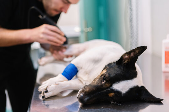 Side view of male vet doctor trimming fur from paw of dog for operation in veterinary clinic