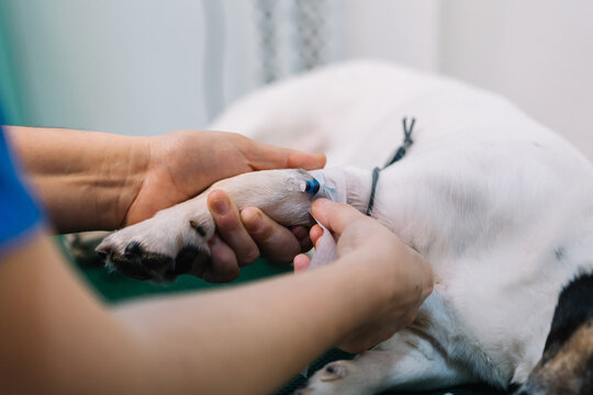 Crop anonymous vet doctor fixing catheter on paw of dog lying on medical table in veterinary before operation