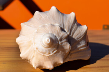 Fototapeta na wymiar sea shell on orange background