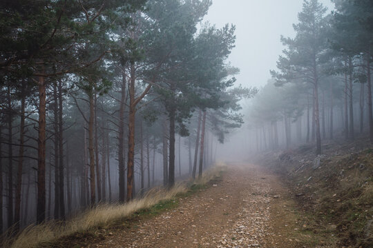 Picturesque scenery of woods with sandy pathway surrounded by coniferous trees on gloomy day