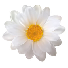 Realistic Chamomile Flower Isolated on White Background. Vector Illustration