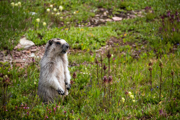 A hoary marmot in its natural habitat in the high land meadows in Glacier national Park in Montana