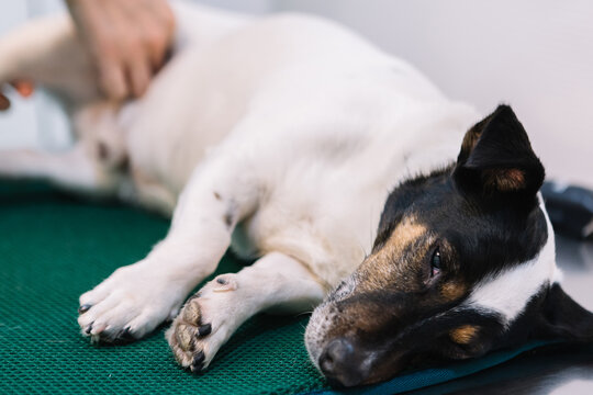 Adorable sleepy Jack Russell Terrier dog under anesthesia lying on table in vet clinic during operation
