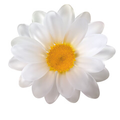 Realistic Chamomile Flower on White Background. Vector Illustration