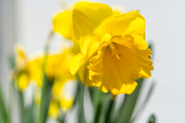 Close up on yellow daffodil narcissus flower in the sun. Macro photo. White blurred background