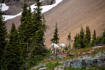mountain goats in their natural habitat in Glacier National Park in Montana.