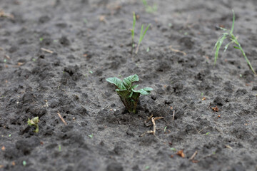 Sprouting young green sprouts of potatoes in the ground
