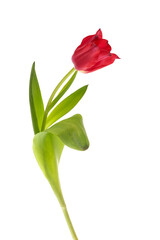 Red tulip with leave isolated on white background