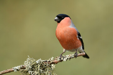 Eurasian bullfinch male ( Pyrrhula pyrrhula )