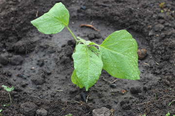 Young Chinese cabbage seedlings in the ground