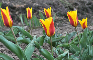 Spring flowering tulips kaufmanniana