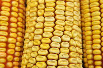Corn cob close up