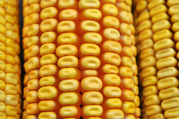Corn cob close up