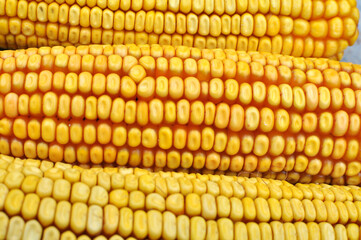 Corn cob close up