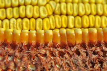 Corn cob close up