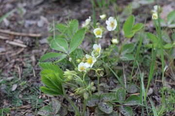 Strawberry inflorescences growing in the soil