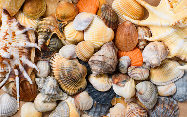 Many multi-colored shells of different shapes. Background on the marine theme. Studio photography. Focusing in the center of the frame.