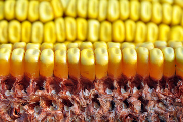 Corn cob close up