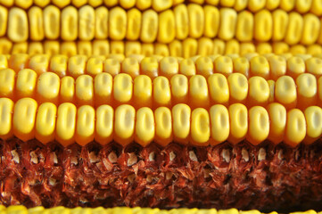 Corn cob close up