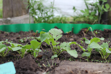 Young shoots of radishes in the ground