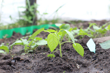 Young freshly planted pepper seedling in the soil. Leaves in water droplets