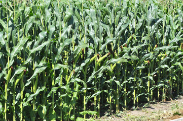 Corn grows in the field