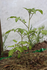 Young freshly planted tomato seedling in a greenhouse