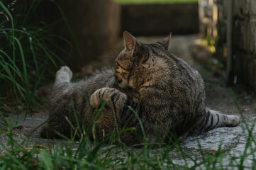 funny tabby cat lies on the ground and washes. Selective focus. Hygiene concept