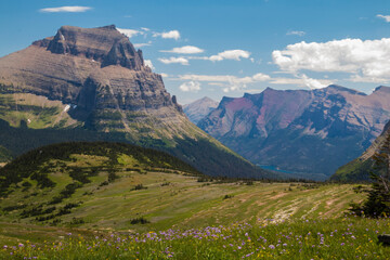 Fototapeta premium Views from the Hidden Trail in Glacier national park in Montana during summer. wild flowers, towering Bear Hat Mt and Mt . Reynolds can be seen in this hike.
