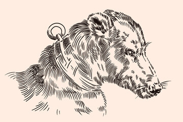 The muzzle of a dog with a collar. Vector image of a medieval engraving on a beige background.