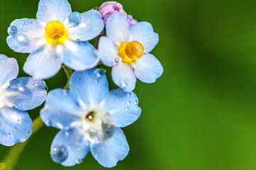 Beautiful wild forget-me-not Myosotis flower blossom flowers in spring time. Close up macro blue flowers with rain drops, selective focus. Inspirational natural floral blooming summer garden or park.