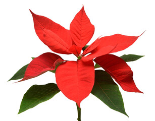 Red christmas poinsettia flowers isolated on white background. Beautiful composition for advertising and packaging design in the business. Flat lay, top view