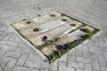 Weeds growing up on the drain cover. 
