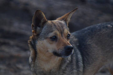Portrait of small cute domestic puppy which looking away