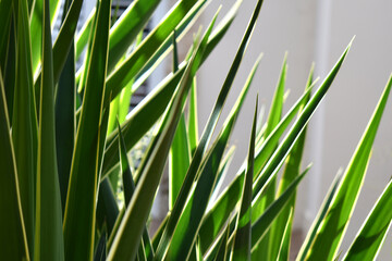 Yucca gigantea or Adams needle yucca or Yucca filamentosa tree plant leaves in the sun. 