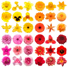 Big collection of various head flowers yellow, orange, pink and red isolated on white background. Perfectly retouched, full depth of field on the photo. Top view, flat lay